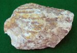 Двустворка Anopaea sphenoidea