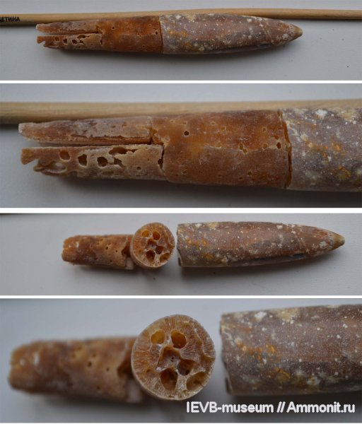 белемниты, губки, маастрихт, Belemnella, сверлящие, Cliona, Belemnella lanceolata, Maastrichtian, belemnites