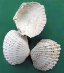 Двустворка Cerastoderma dombra