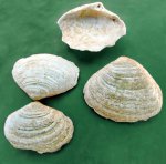 Двустворка Aktschagylia subcaspia