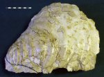 Двустворка Inoceramus lamarcki
