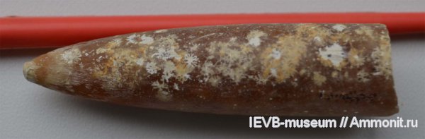 мел, маастрихт, Belemnella, Belemnella lanceolata, проблематики, Maastrichtian, Cretaceous