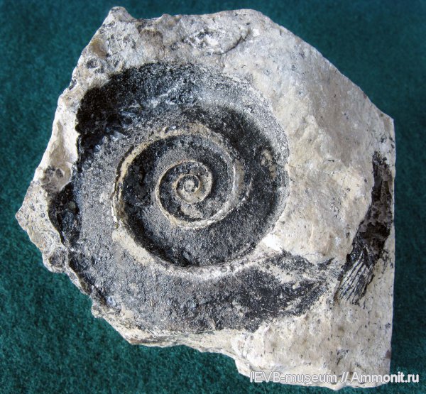 гастроподы, Euomphalus, гжельский ярус, Straparollus, Straparollus marginatiformis