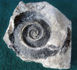 Гастропода Straparollus (Euomphalus) marginatiformis