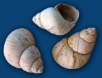 Гастропода Viviparus sp.