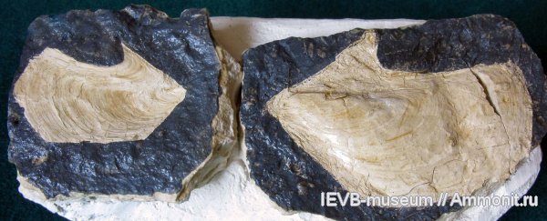 двустворчатые моллюски, касимовский ярус, Leiopteria, Pterineidae