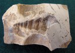 Гастропода Goniasma lasallense (?)