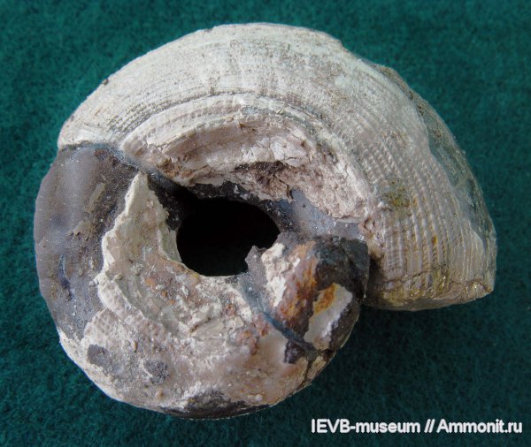 гастроподы, Bathrotomaria, кимеридж, Kimmeridgian, Upper Jurassic