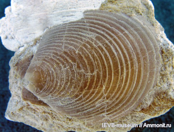 юра, волжский ярус, двустворчатые моллюски, Entolium, Entolium erraticum, Volgian, Jurassic