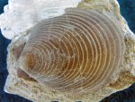 Двустворка Entolium numulare