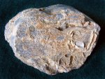 Двустворка Gryphaea dilatata