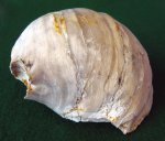 Двустворка Pycnodonte vesicularis