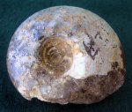 Аммонит Craspedites parakashpuricus