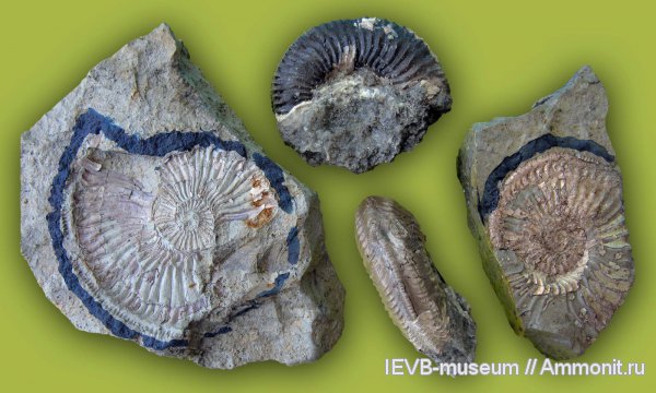 юра, оксфорд, Amoeboceras, Amoeboceras alternans, Oxfordian, Jurassic