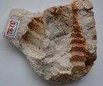 Гастропода Goniasma lasallensis