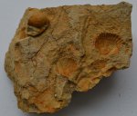 Двустворка Monotis sp.