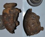 Аммонит Kosmoceras sp.