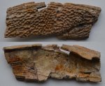 Челюсть лабиринтодонта Wetlugasaurus (?) sp.