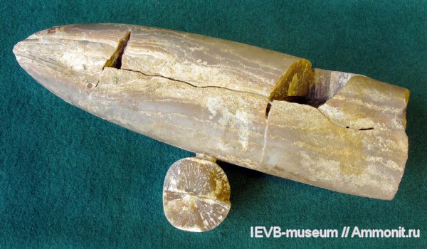 мел, Pachyteuthis, валанжин, Pachyteuthis lateralis, Valanginian, Cretaceous