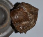 Брахиопода Aulacothyris sp.
