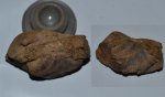Двустворка Pleuromya sp. (?)