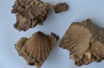 Двустворка Chlamys fibrosa