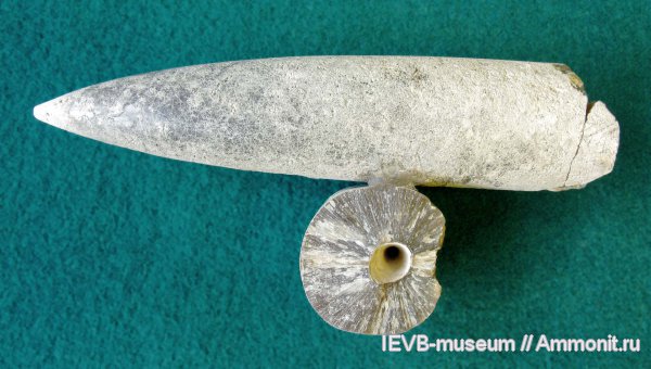 юра, оксфорд, Pachyteuthis, Pachyteuthis breviaxis, Oxfordian, Jurassic
