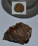 Гастропода Dicroloma sp.