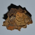 Гастропода Petersia clathrata