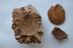 Двустворка Entolium demissum