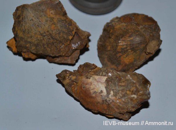 юра, двустворчатые моллюски, келловей, Oxytoma, Oxytoma expansa, Callovian, Jurassic, Middle Jurassic