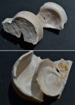 Двустворка Pycnodonte vesicularis