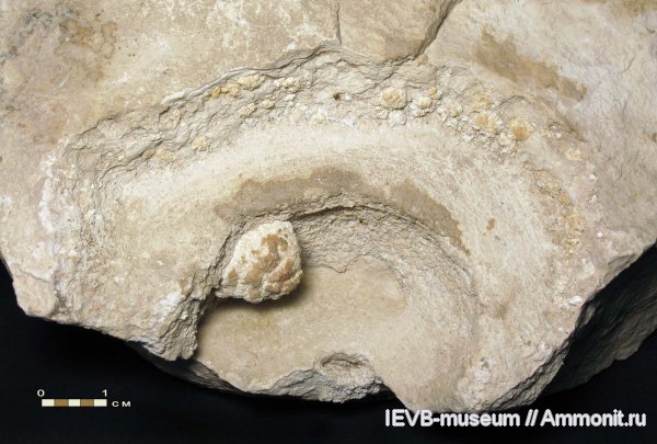 гастроподы, пермь, казанский, псевдофоссилии, Permian