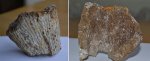Губка Cephalites poculum