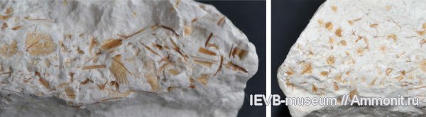 мел, рыбы, чешуя, кампан, костные рыбы, Campanian, Cretaceous, fish