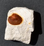 Двустворка Flaventia plana
