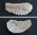 ДВУСТВОРКИ, мел-кайнозой