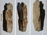 Двустворка Pinna constantini Двустворка Pinna constantini