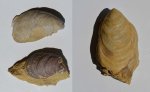 Двустворка Buchia russiensis