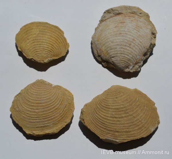 юра, волжский ярус, двустворчатые моллюски, Astarte, титон, Astarte rouillieri, Tithonian, Volgian, Jurassic