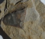 Двустворка Inoceramus pseudoretrorsus (?)