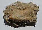 Двустворка Isognomon sp. (?)