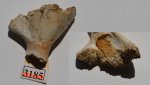 Тазовая кость лабиринтодонта Benthosuchus sp. (?)