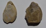 Двустворка Buchia krotowi