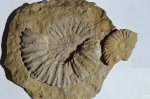Аммонит Epivirgatites bipliciformis