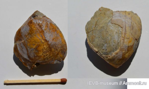 юра, волжский ярус, титон, Terebratulida, Rouillieria, Rouillieria michalkowii, Tithonian, Volgian, Jurassic