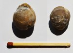 Брахиопода Russiella bullata