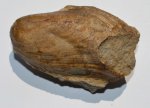 Двустворка Modiolus sp. Двустворка Modiolus sp.