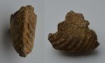 Аммонит Quenstedtoceras sp.
