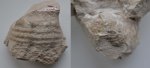 Брахиопода Echinaria cf. neopunctata